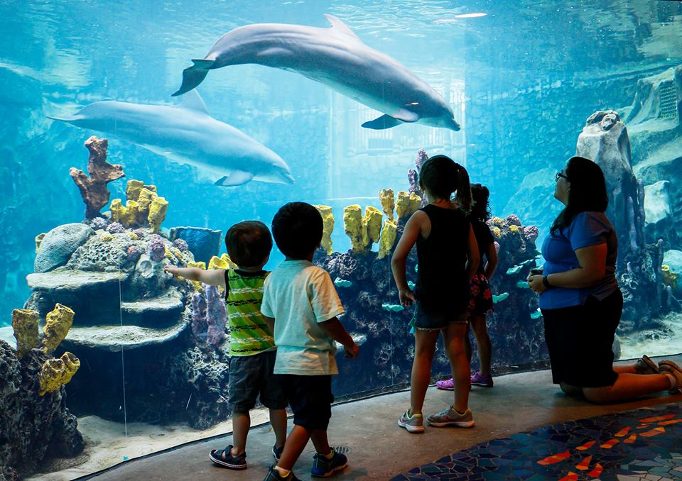 SeaWorld San Antonio to Offer Free Admission to Teachers and Preschoolers All Year Long