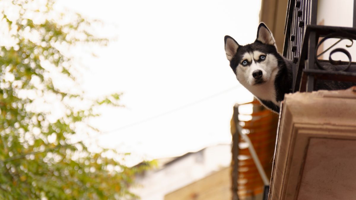 Is Keeping a Dog in an Apartment Without a Yard Actually Cruel or Just a Myth