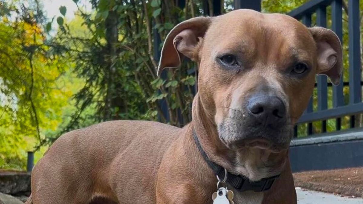 This Dog’s Wild Genetic Mix Has the Internet in Stitches