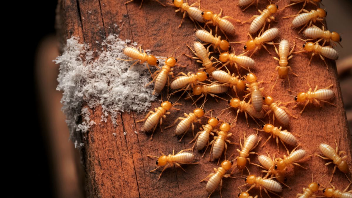 Signs Your House Has Termites That You Are Missing
