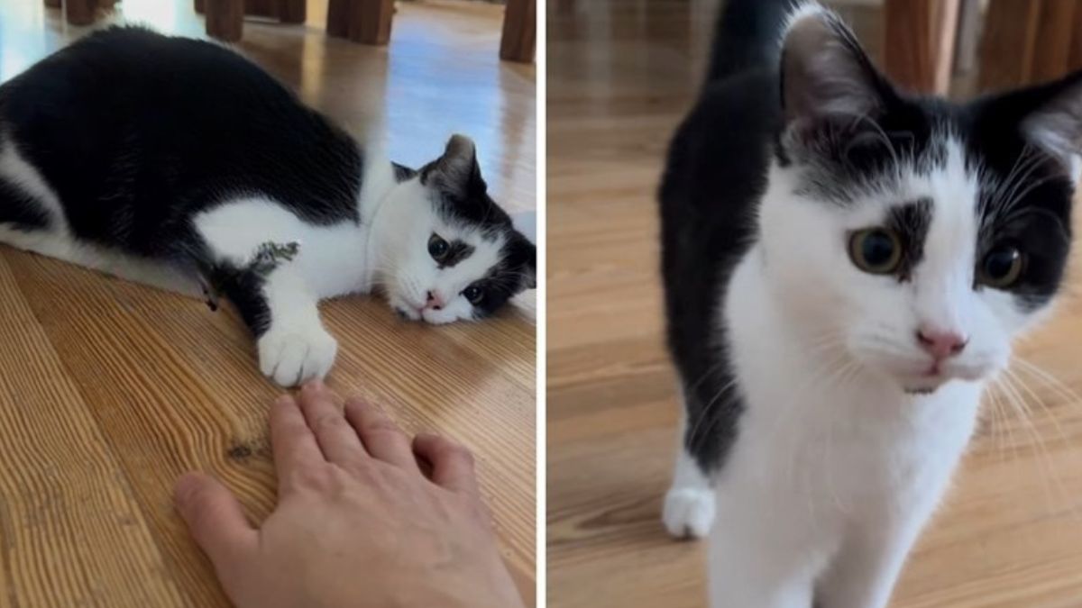 She Adopted the Shelter’s Saddest Cat and Watched Him Bloom