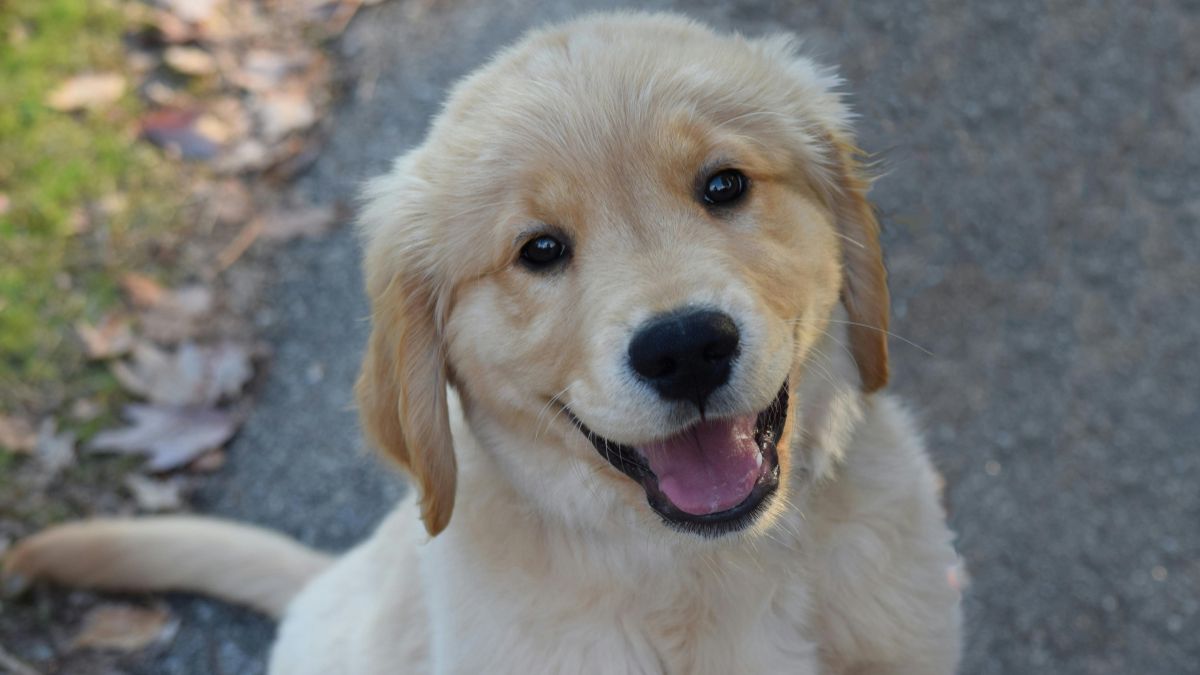A Retriever Who Checks Her Christmas Stocking Every Single Morning