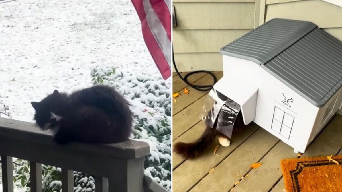 A Stray Cat’s Christmas Surprise That Warmed Everyone