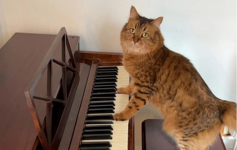 Piano Playing Cat Turns Daily Life Into a Loud Reddit Comedy