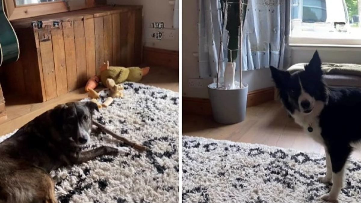 Viral Snitch Dog Alerts Owners When His Sister Breaks a House Rule