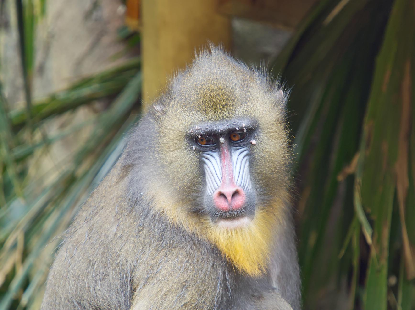 Mandrill Animal