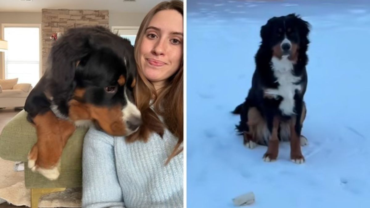 Bernese Mountain Dog Owner’s Viral Video Shares Hilarious Lessons She Learned Too Late
