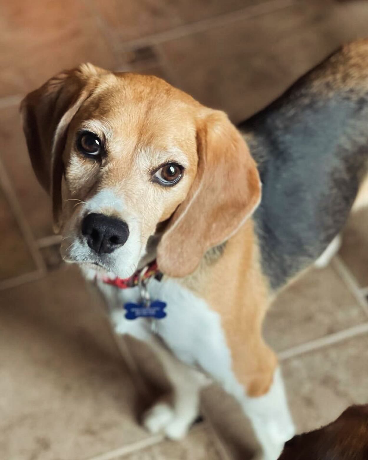 The At-Risk Dog Rescue Operation Frodo Returns December 13, 2025