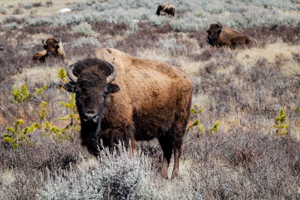 Bison grazing in the grasslands of Yellowstone National Park, showcasing wildlife in its natural habitat.