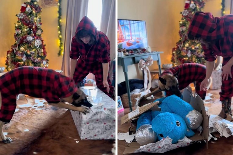 A Belgian Shepherd’s Christmas Gift Reveals a Softer Side