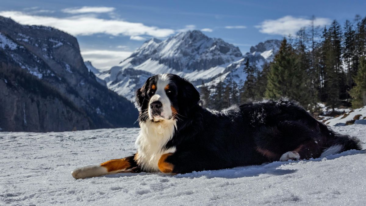 A Bernese Mountain Dog Who Turned a Walk Into a Greeting Parade