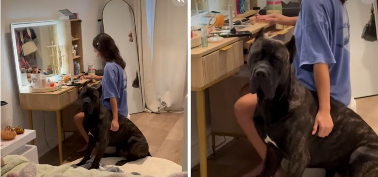 A Cane Corso With a Big Reputation and a Tiny Fear