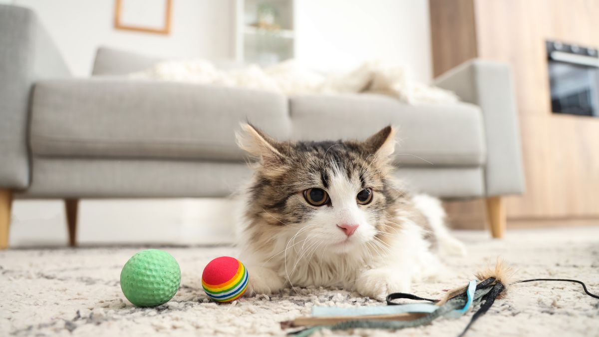 How Long Can You Leave a Cat Home Alone