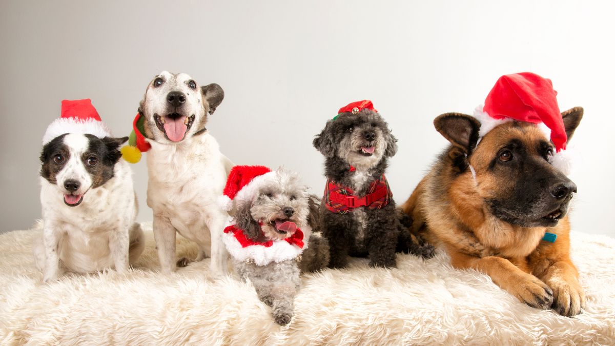 Which Christmas Treats Are Safe for Dogs to Eat