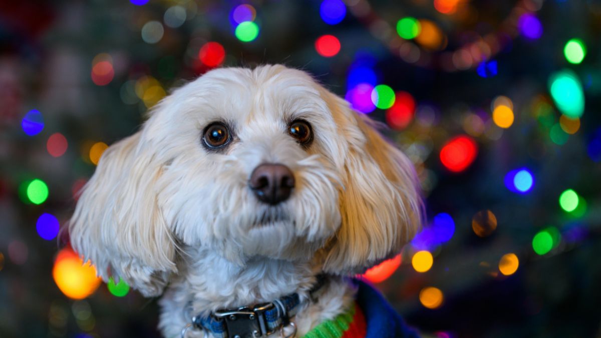 Holiday Cheer Can Hide Risks for Pets
