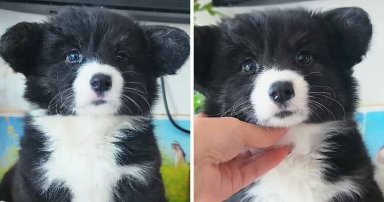 A Cardigan Welsh Corgi Puppy That Looks Like a Real Life Plush Toy