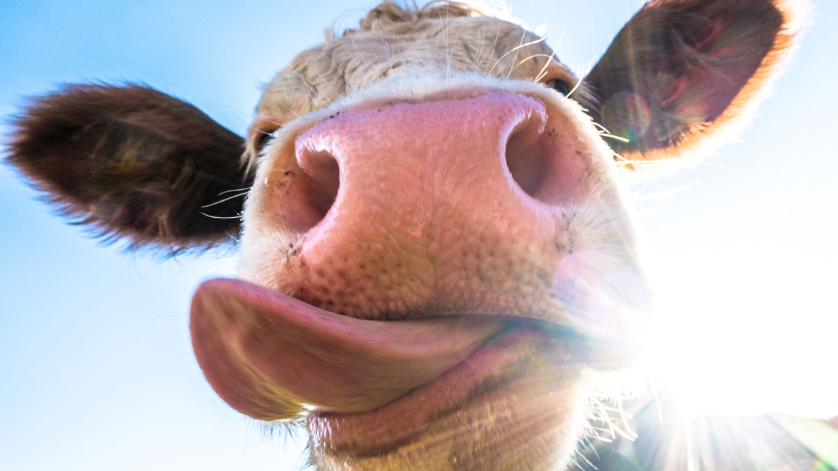 A Selfie With Cows That Nearly Went Very Wrong
