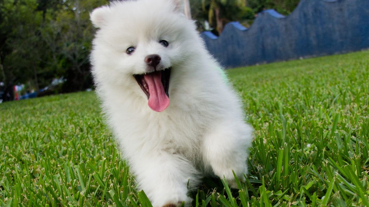 Five Dog Breeds That Often Live the Longest