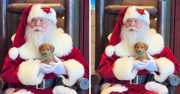 Tiny Dachshund Poses With Santa and Looks Like a Holiday Toy