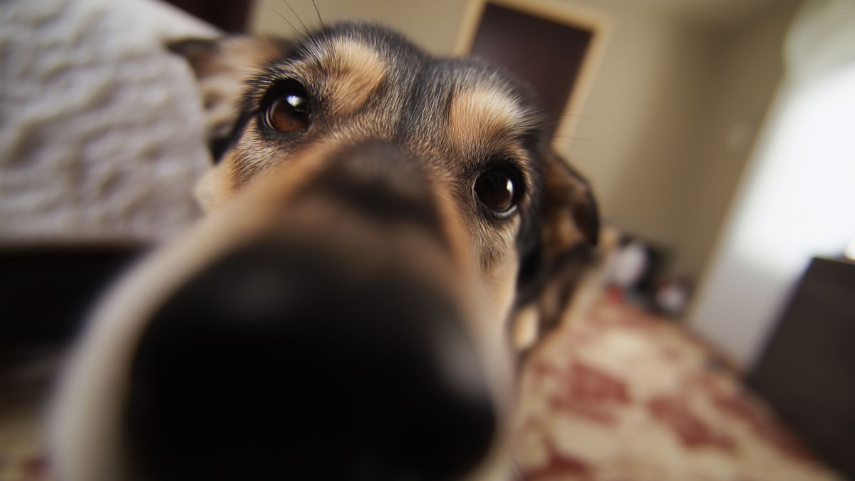 Why Dogs Sigh and What They Are Trying to Tell You