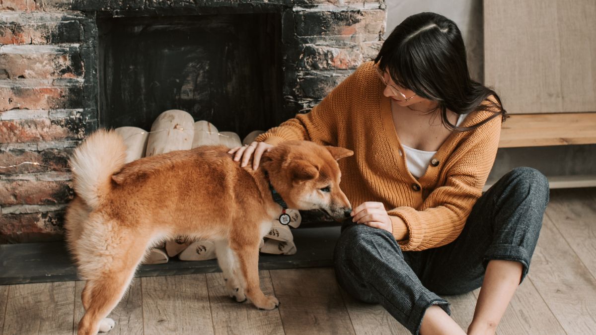 The Lowest Indoor Temperature That Still Feels Safe for Dogs
