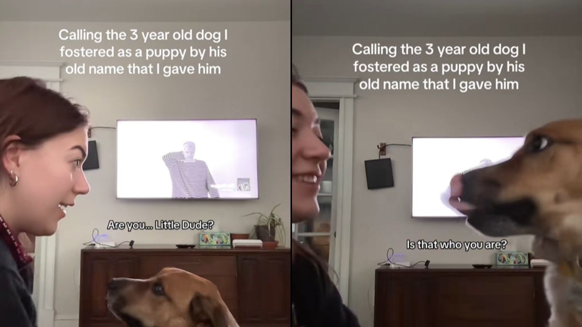 Watch Dog Instantly Recognizes Former Foster Mom by His Old Nickname
