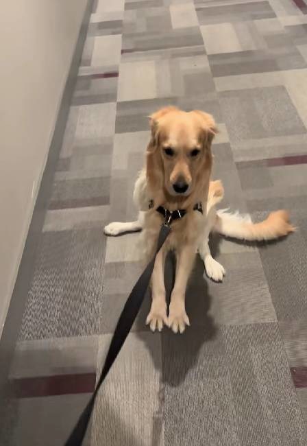 People Could Not Stop Laughing When They Realized Why This Golden Retriever Refused a Walk