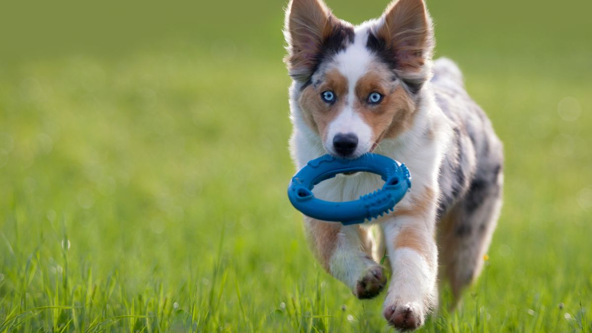 Why Your Dog Keeps Bringing You Toys
