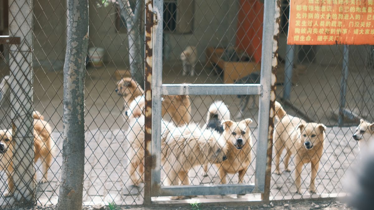 A Volunteer’s Nightly Walk Past the Kennels Is Hard to Forget