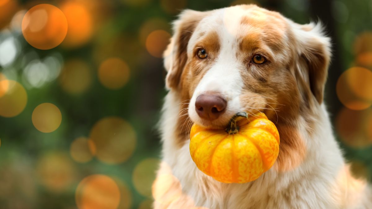 Mischievous Rescue Pup Lily Charms the Internet With Her Morning Routine