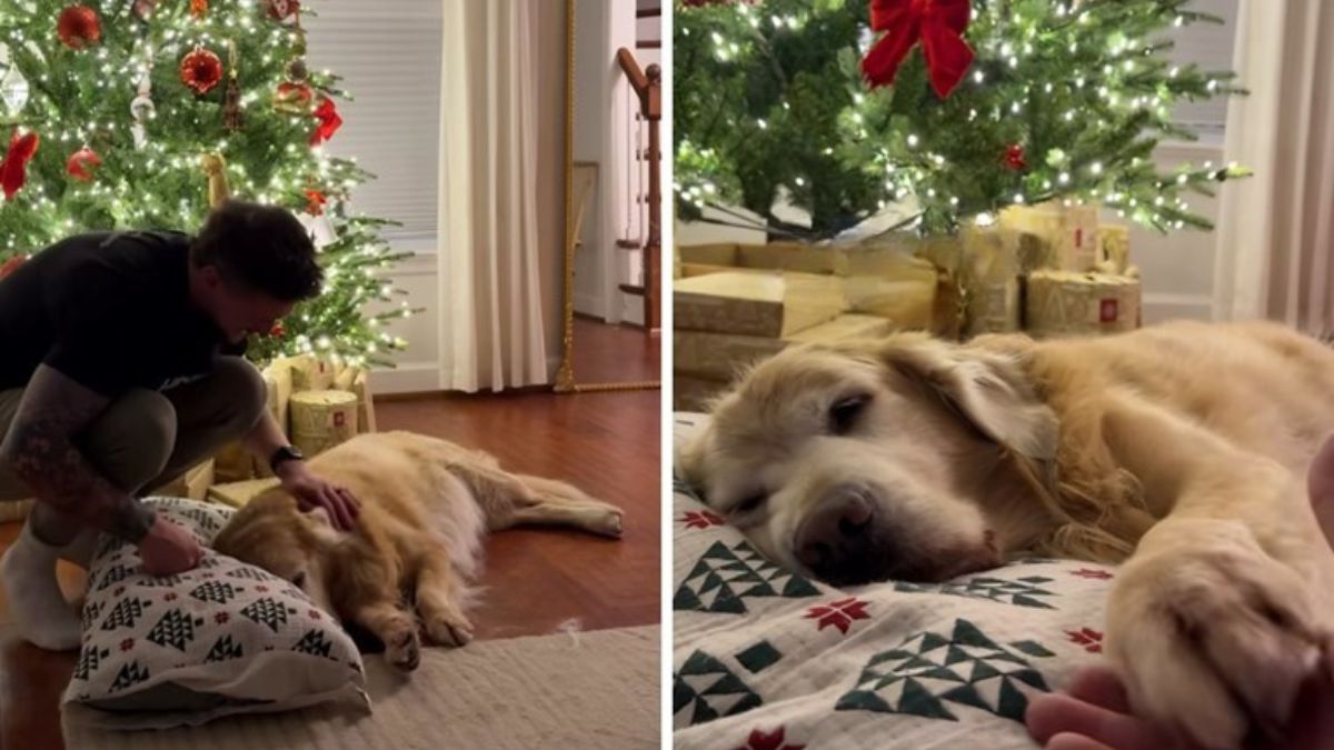 Christmas Comfort for Riley and His Beloved Pillow