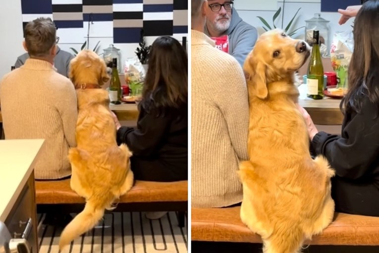 Golden Retriever Steals the Spotlight at a Holiday Dinner
