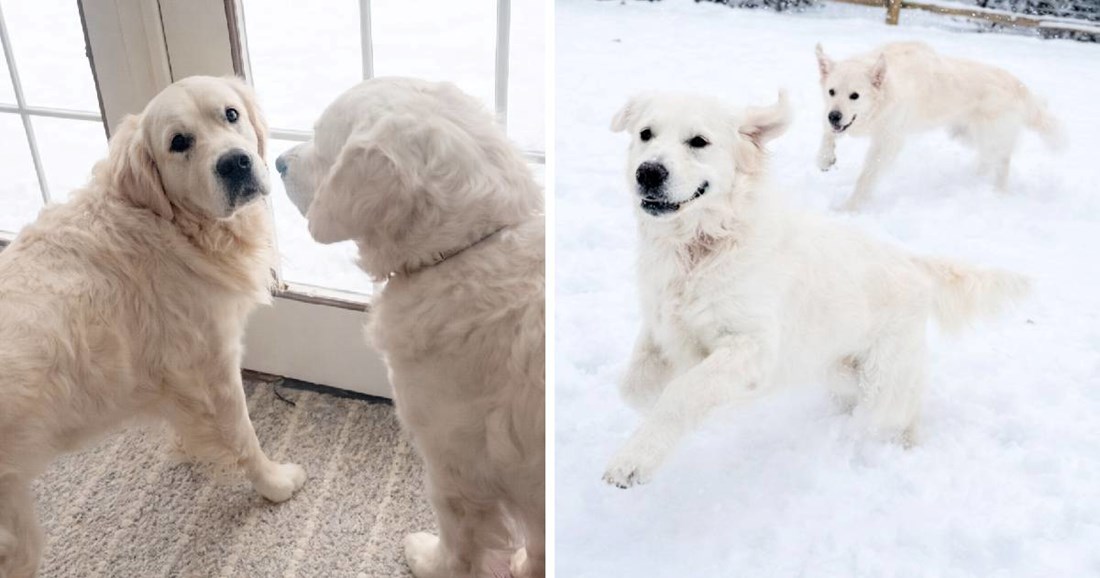 Golden Retrievers Meet Snow for the First Time and It’s Impossible to Watch Only Once