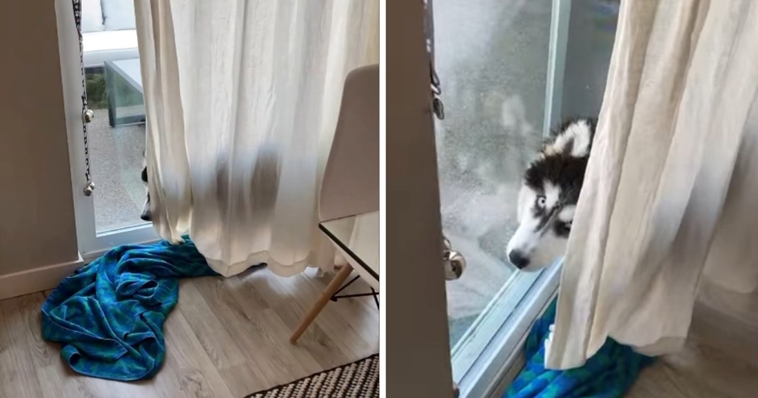 A Husky Tried to Hide Behind the Curtain and His Tail Gave Him Away