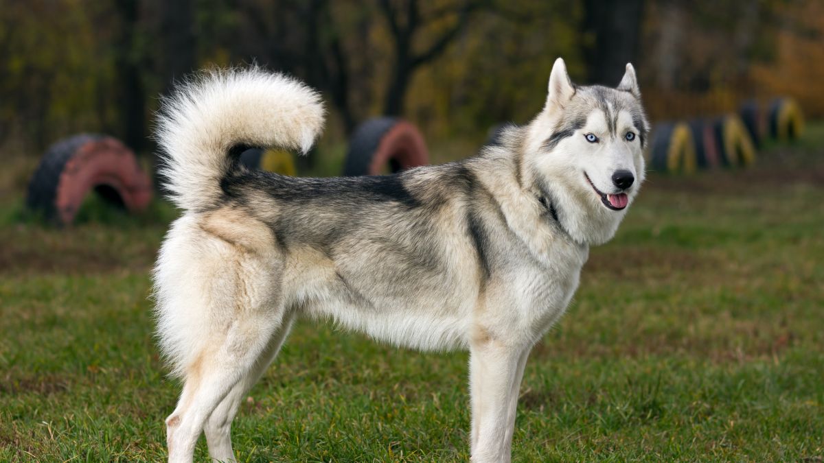 A Husky Turned the Couch Into His Personal Bed and Everyone Fell in Love