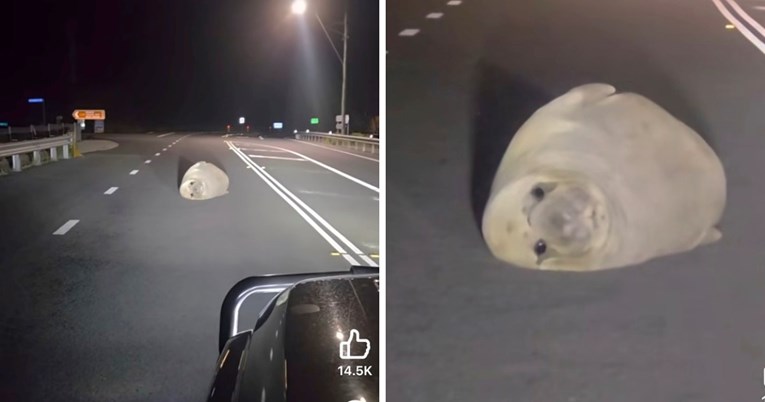A Tasmanian Elephant Seal Took Over the Road Again