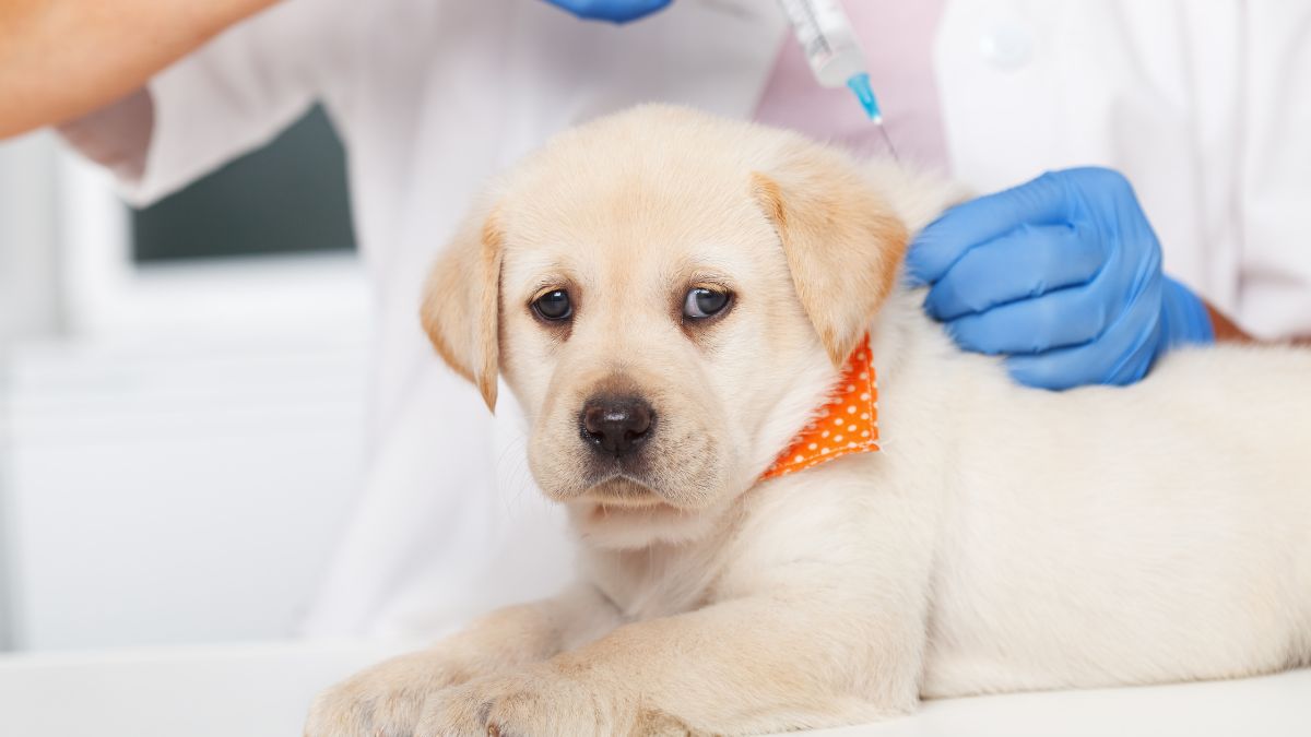 Veterinarians Warn a Risky Trend Is Spreading Among Dog Owners