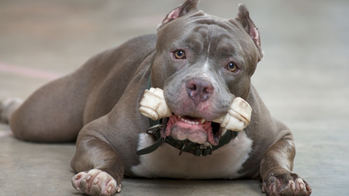 How a Rear Wiper Ruined a Pit Bull’s Peaceful Ride