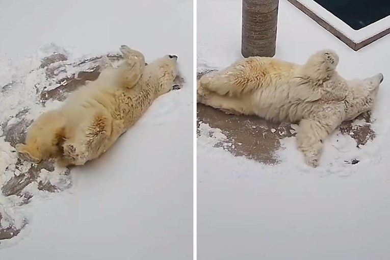 A Polar Bear’s Snow Angels Just Went Viral