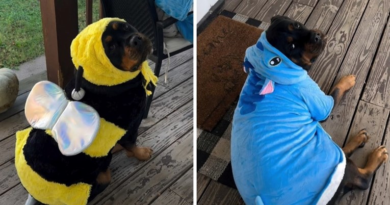 How a Rottweiler Made Costume Try Ons a Viral Runway