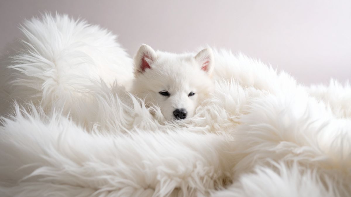 A Samoyed’s Shed Season Takes Over the House