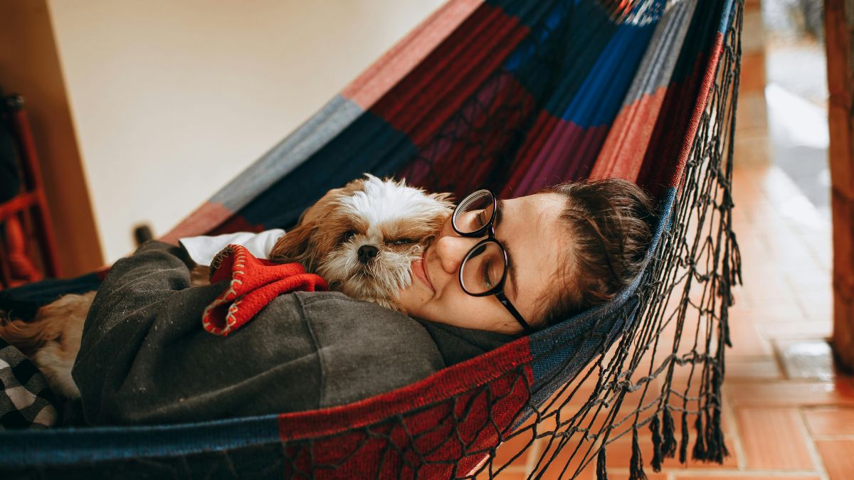 Rocky the Shih Tzu Who Demands Bedtime on the Dot