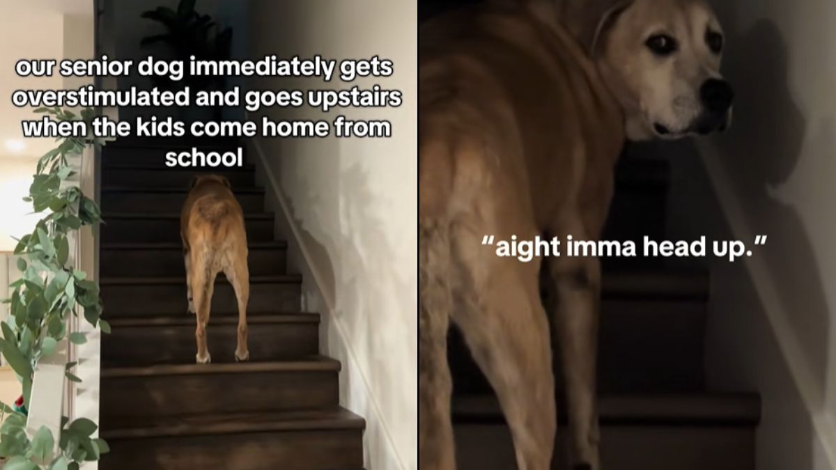 Ten-Year-Old Dog’s Hilarious Reaction to Noisy Kids Goes Viral