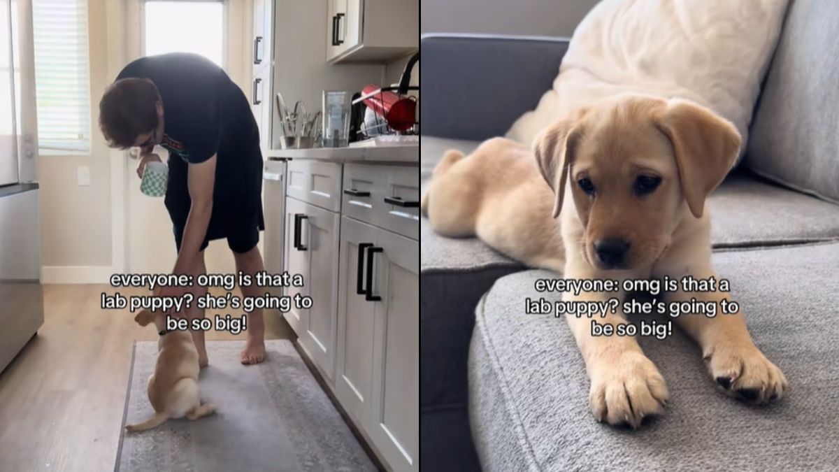 The Labrador Who Remained a Puppy Forever Is a Viral Sensation