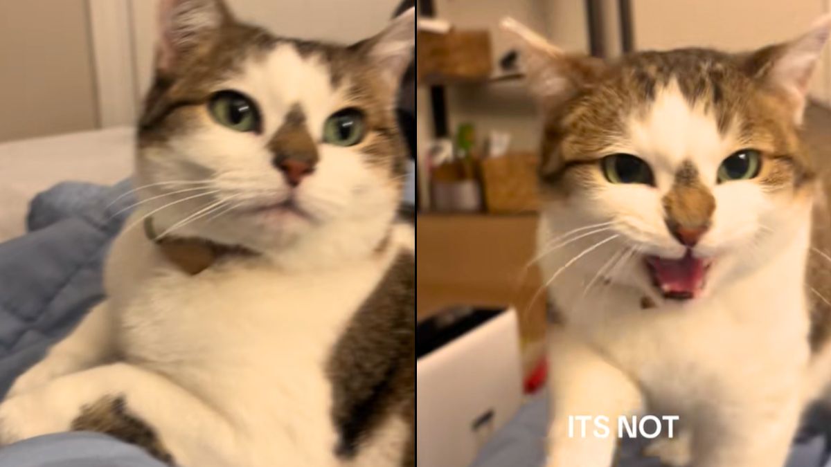 This Cat’s Unique Fur Pattern Is the Ultimate Festive Surprise