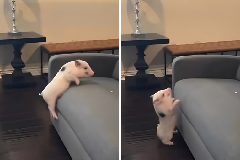 This Tiny Pig’s Couch Leap Is the Funniest Thing You’ll See Today