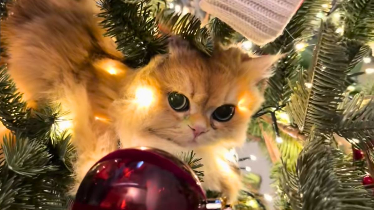This British Longhair Cat Has Mastered the Art of Christmas Tree Camouflage