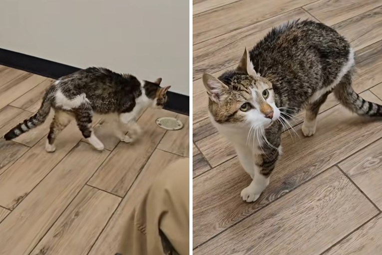 A Cat’s Age Left the Internet Stunned