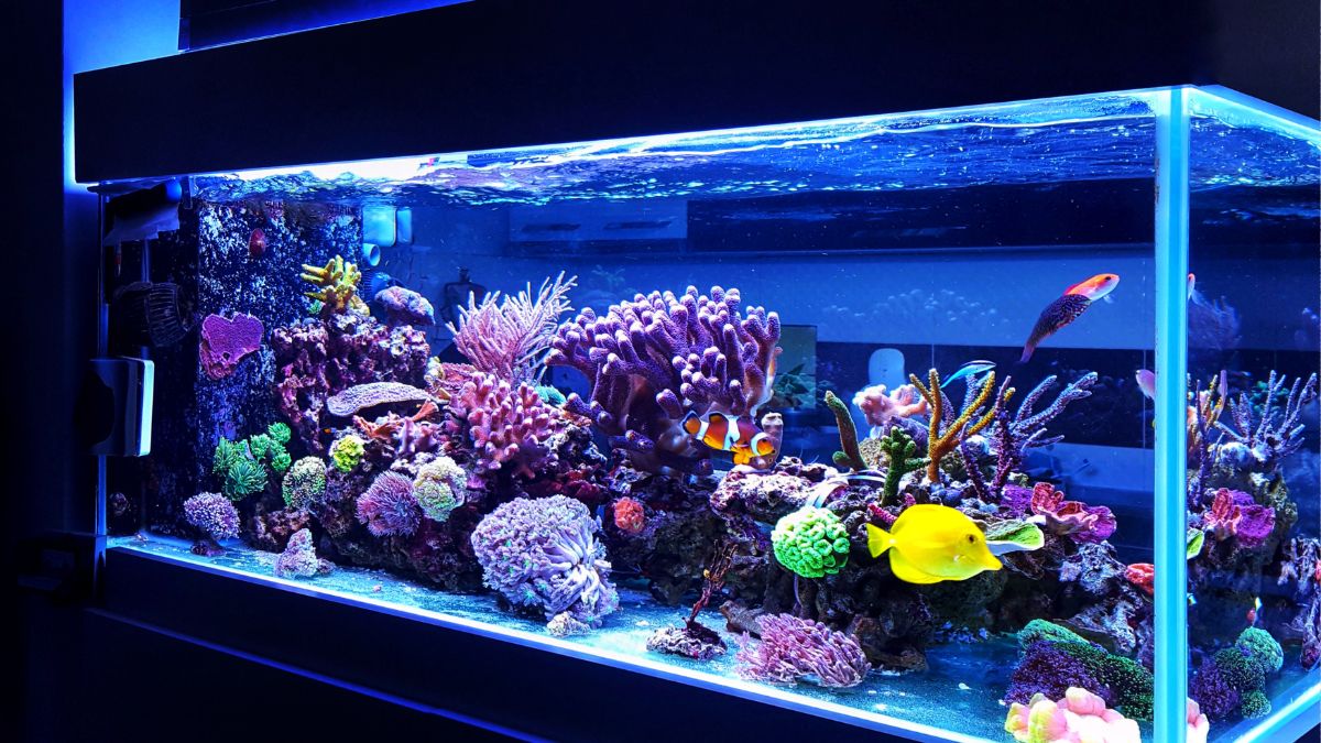 Aquarium Fish That Are Easy To Keep Alive