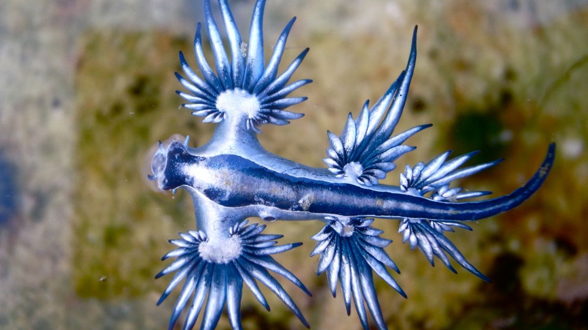 36 Dangerous Animals You Should Never Touch